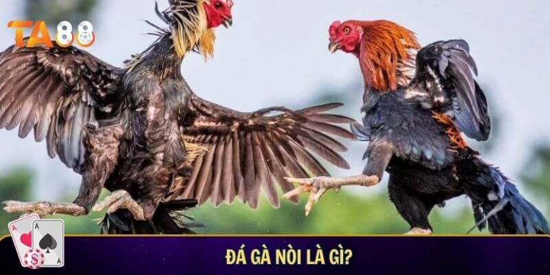 Luật đá gà nòi - Quy tắc thi đấu dành cho người mới Đá gà nòi là gì? Điểm đặc trưng của bộ môn chọi gà truyền thống